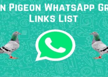 Top 1200+ Pigeon Whatsapp Group Links List 2025 (Updated) 3 Pigeon Whatsapp Group Links List