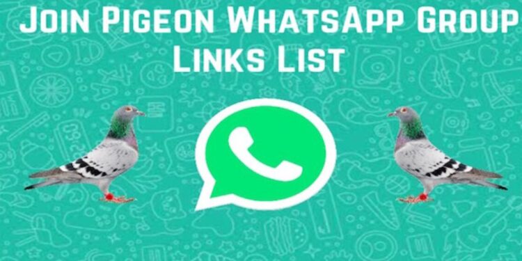 Top 1200+ Pigeon Whatsapp Group Links List 2025 (Updated) 1 Pigeon Whatsapp Group Links List