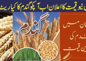 40 KG Wheat Price In Pakistan Today 2025