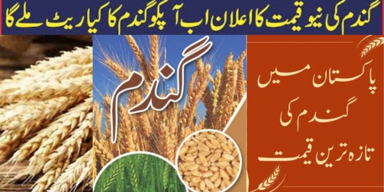 40 KG Wheat Price In Pakistan Today 2026 | Wheat Rate Per KG 1 40 KG Wheat Price In Pakistan Today 2026