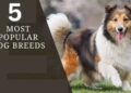 Dogs Breed In Pakistan