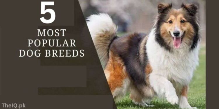 Dogs Breed In Pakistan