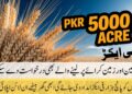 CM Punjab Wheat Support 2025 apply online