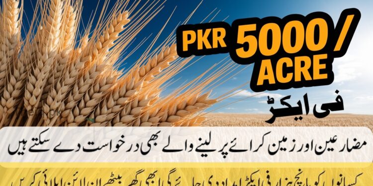 CM Punjab Wheat Support 2025 apply online